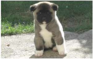 Vand pui Akita American