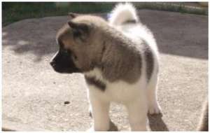 Vand pui Akita American