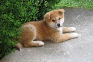 Vand pui Akita Inu