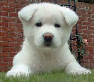 Vand pui Akita Inu