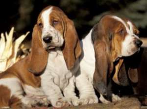 Vand pui Basset Hound