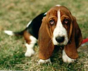 Vand pui Basset Hound