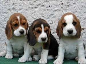 Vand pui Beagle