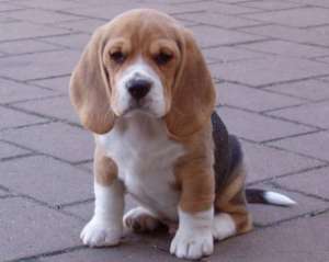 Vand pui Beagle
