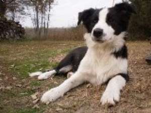 Vand pui Border Collie