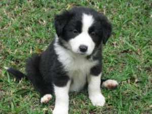 Vand pui Border Collie