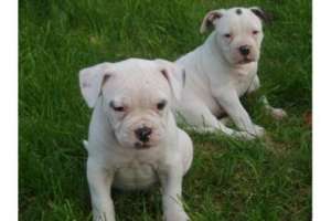 Vand pui Bulldog American