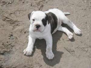 Vand pui Bulldog American