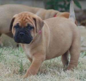 Vand pui Bullmastiff
