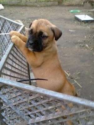 Vand pui Bullmastiff