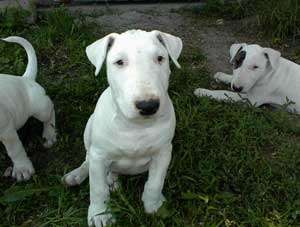 Vand pui Bullterrier