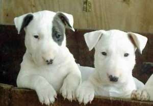 Vand pui Bullterrier