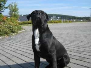 Vand pui Cane Corso