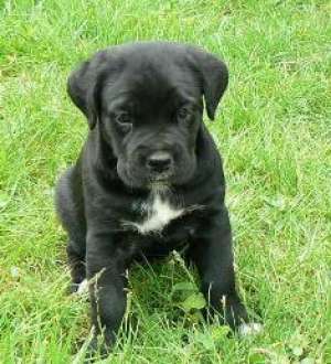 Vand pui Cane Corso