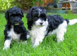 Vand pui Caniche Pitic