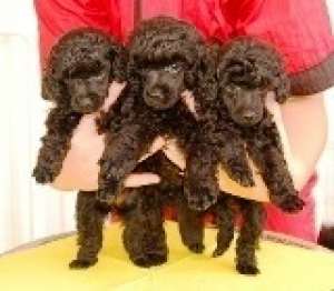 Vand pui Caniche Pitic