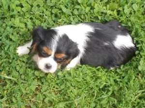 Vand pui Cavalier King Charles Spaniel