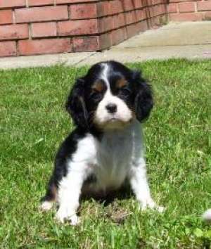 Vand pui Cavalier King Charles Spaniel