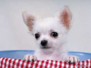 Vand pui Chihuahua