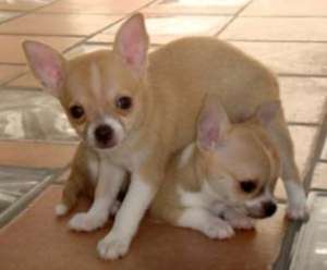 Vand pui Chihuahua