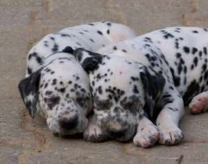 Vand pui Dalmatian