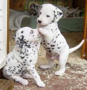 Vand pui Dalmatian