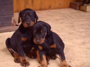 Vand pui Dobermann