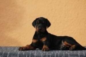 Vand pui Dobermann