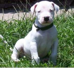 Vand pui Dog Argentinian