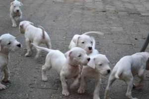 Vand pui Dog Argentinian