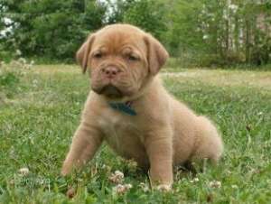 Vand pui Dog de Bordeaux