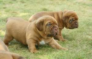 Vand pui Dog de Bordeaux