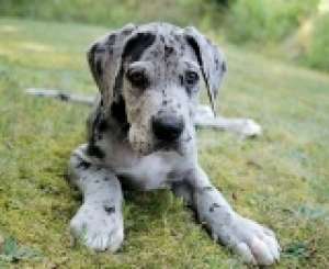 Vand pui Dog German