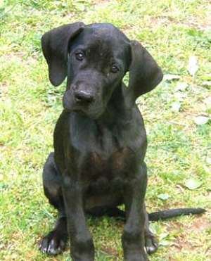 Vand pui Dog German