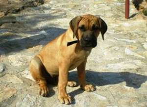 Vand pui Dogo Canario
