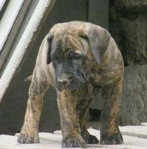 Vand pui Dogo Canario