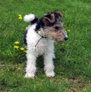 Vand pui Foxterrier