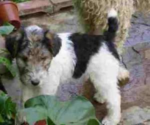 Vand pui Foxterrier