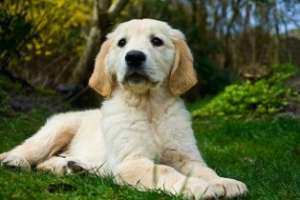 Vand pui Golden retreiver