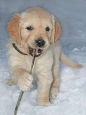 Vand pui Golden retreiver