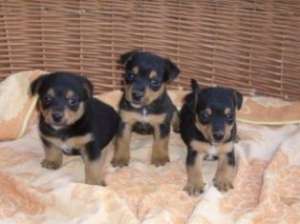 Vand pui Jagdterrier