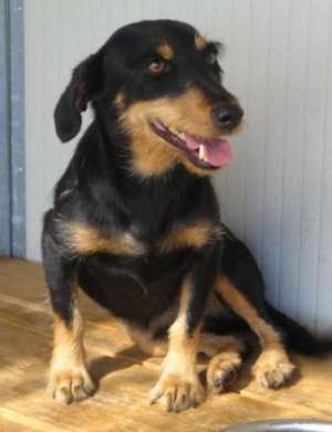 Vand pui Jagdterrier