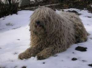 Vand pui Komondor