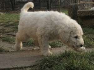 Vand pui Komondor