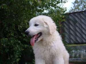 Vand pui Kuvasz