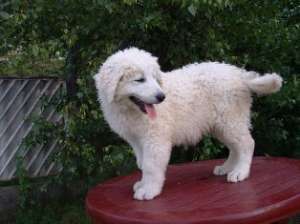 Vand pui Kuvasz