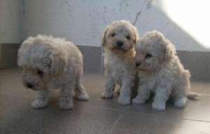 Vand pui Maltipoo
