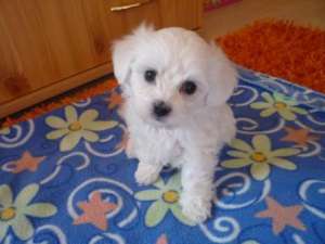 Vand pui Maltipoo