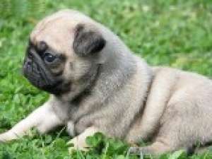 Vand pui Mops Pug