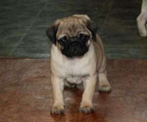 Vand pui Mops Pug